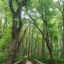 Lums Pond State Park - Bear