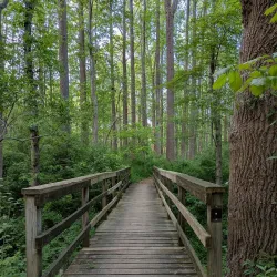 Lums Pond State Park - Bear