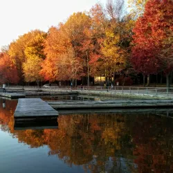 Lums Pond State Park - Bear