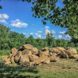 Middle Run Valley Natural Area - Bear