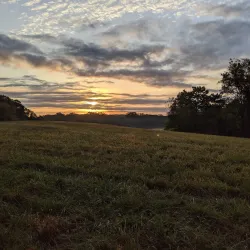Middle Run Valley Natural Area - Bear