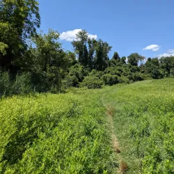 Middle Run Valley Natural Area - Bear
