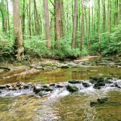 Middle Run Valley Natural Area - Bear