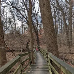 Middle Run Valley Natural Area - Bear
