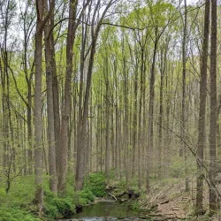 Middle Run Valley Natural Area - Bear