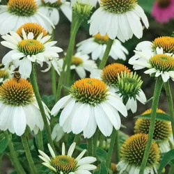 Georgetown Farmers Market - Georgetown