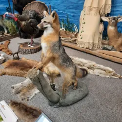 Nanticoke Indian Museum - Georgetown