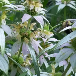 Iron Hill Park - Newark