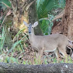 Kelly Park Campground - Apopka