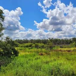 Lake Apopka Wildlife Drive - Apopka