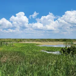 Lake Apopka Wildlife Drive - Apopka