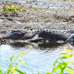 Lake Apopka Wildlife Drive - Apopka