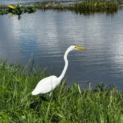 Lake Apopka Wildlife Drive - Apopka