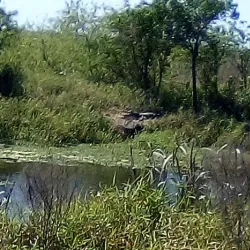 Lake Apopka Wildlife Drive - Apopka