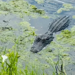 Lake Apopka Wildlife Drive - Apopka