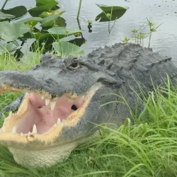 Lake Apopka Wildlife Drive - Apopka