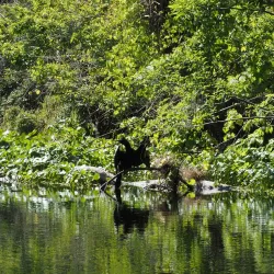 Wekiva Island - Apopka