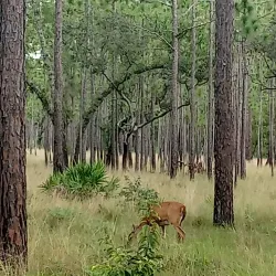 Wekiwa Springs State Park - Apopka