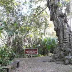 Highlands Hammock State Park - Avon Park