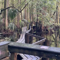 Highlands Hammock State Park - Avon Park