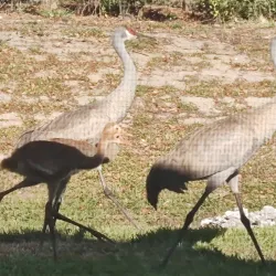 Lake Adelaide Park - Avon Park