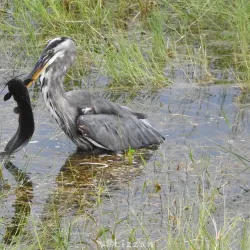 Lake Verona - Avon Park