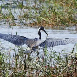 Lake Verona - Avon Park