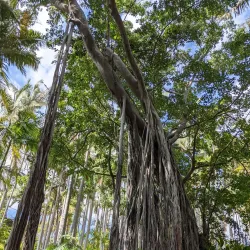 Virginia Robinson Gardens - Beverly Hills