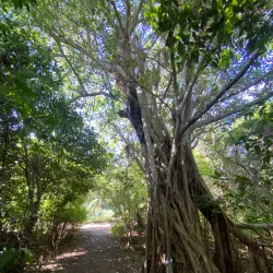 Gumbo Limbo Nature Center - Boca Raton