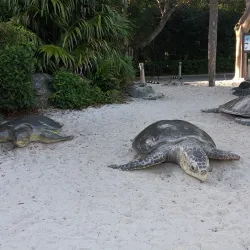 Gumbo Limbo Nature Center - Boca Raton