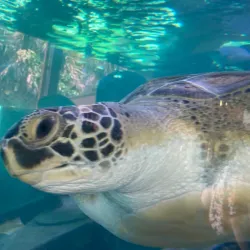 Gumbo Limbo Nature Center - Boca Raton
