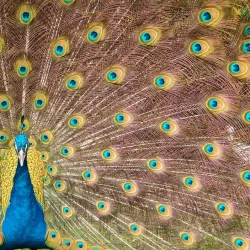 Everglades Wonder Gardens - Bonita Springs