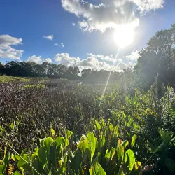 Green Cay Nature Center and Wetlands - Boynton Beach