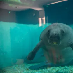 South Florida Museum and Bishop Planetarium - Bradenton