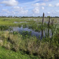 Ritch Grissom Memorial Wetlands - Cape Canaveral