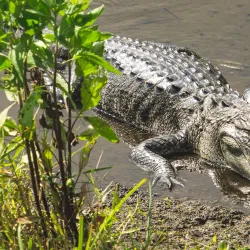 Ritch Grissom Memorial Wetlands - Cape Canaveral