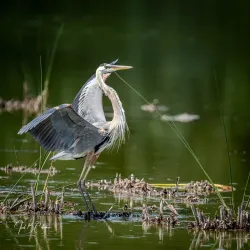 Ritch Grissom Memorial Wetlands - Cape Canaveral