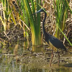 Ritch Grissom Memorial Wetlands - Cape Canaveral