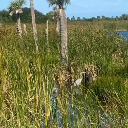Ritch Grissom Memorial Wetlands - Cape Canaveral