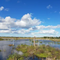 Ritch Grissom Memorial Wetlands - Cape Canaveral
