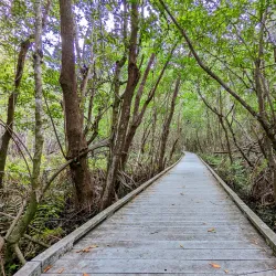 Four Mile Cove Ecological Preserve - Cape Coral