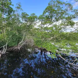 Four Mile Cove Ecological Preserve - Cape Coral