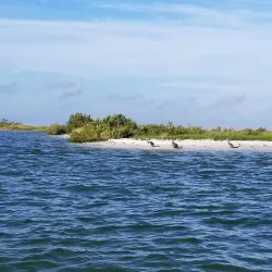 Caladesi Island State Park - Clearwater