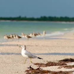 Caladesi Island State Park - Clearwater