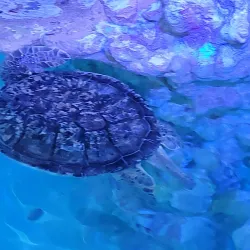 Clearwater Marine Aquarium - Clearwater