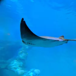 Clearwater Marine Aquarium - Clearwater