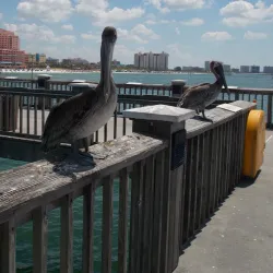 Pier 60 - Clearwater