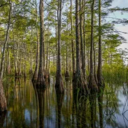 Big Cypress National Preserve - Clewiston