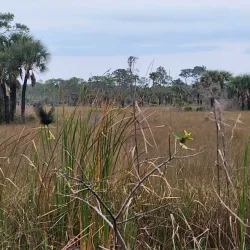 Big Cypress National Preserve - Clewiston