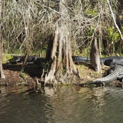 Big Cypress National Preserve - Clewiston